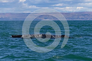 Minke whale swimming