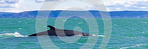 Minke whale swimming photo