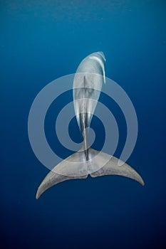 A Minke whale swims under the surface