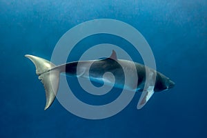 A Minke whale swims under the surface