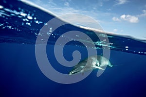 A Minke whale swims under the surface