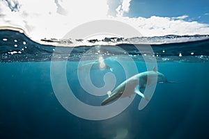 A Minke whale swims under the surface