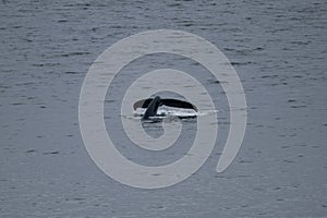 Minke whale tail fluke