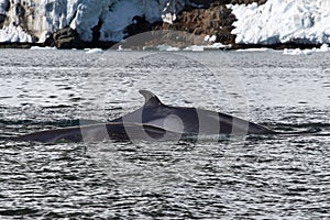 Minke whale two floating along the Antarctic photo