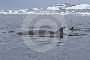Minke whale two floating in the strait between the islands of th photo