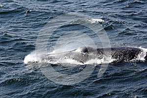 Minke whale  watching in Tadoussac, Canadian province of QuÃ©bec