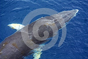 Minke whale in the waters of the Antarctic Peninsula, Antarctica