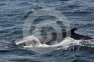 Minke whale Whale watching in Tadoussac, Canadian province of QuÃ©bec