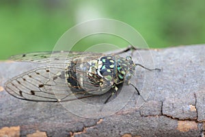 Minmin Robust Cicada in Japan