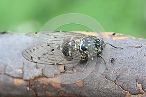 Minmin robust Cicada in Japan