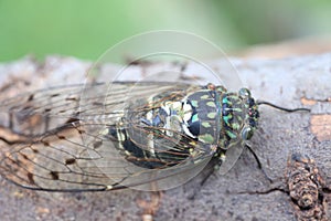 Minmin Robust Cicada in Japan