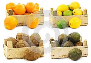 Minneola tangelo fruit, mixed lime and lemon coconuts and avocado`s in a wooden crate photo