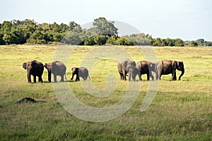 Minneriya National Park