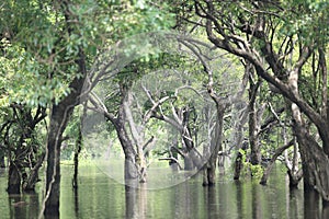 Minneriya National Park Sri Lanka