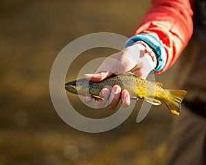 Minnesota brown trout