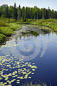 Minnesota Forest and River