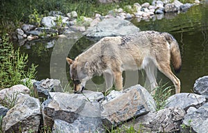 Minnesota Gray wolf eating at a pond