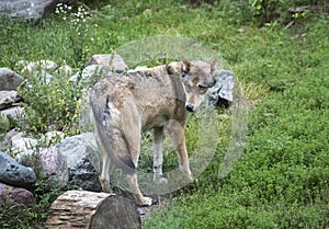 Minnesota Gray Wolf with a wary rearward look