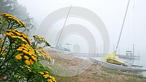 A Minnesota lake beach on a foggy morning with a boat dock and beached sailboats waiting to be enjoyed, and yellow flowers.