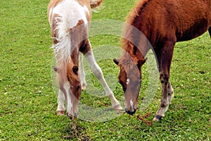 Minnie Horse Colts Grazing