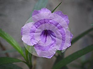 Minnieroot, Iron root, Feverroot, (Ruellia tuberosa Linn)