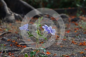 Minnieroot or Iron root, perenial broadleaf weed