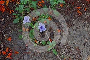 Minnieroot or Iron root, perenial broadleaf weed