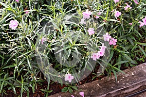 minnieroot, popping pod, cracker plant pink flower
