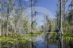 Minnies Lake Canoe Kayak Trail, Okefenokee Swamp National Wildlife Refuge