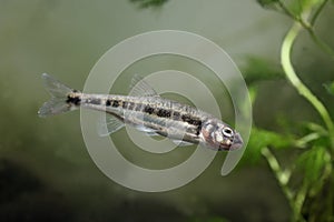 Minnow, Phoxinus Phoxinus