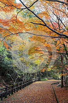 Minoh Park autumn colorful forest mountain trail in Osaka, Japan