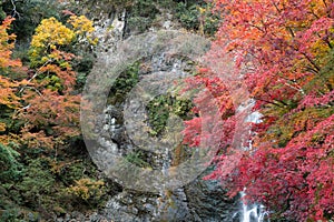 Minoh Park waterfall and autumn colorful forest in Osaka, Japan