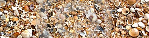 Shells Too - a panorama of a North Florida Beach photo