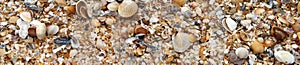 Beach Shell hunting in North Florida photo