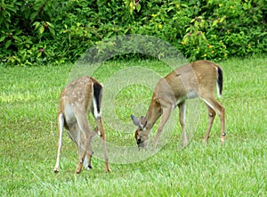 Siblings having a snack on the wet fresh grass. photo