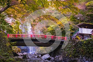 Minoo Waterfall in Colorful Autumn Season with Red Maple Leaf Fall Foliage and Beautiful Red Bridge.