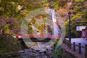 Minoo Waterfall in Colorful Autumn Season with Red Maple Leaf Fall Foliage and Beautiful Red Bridge.