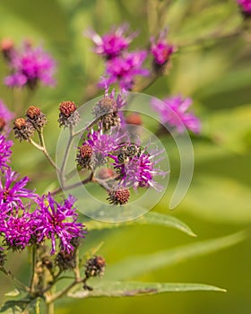 A minor Bee species on Purple Ironweed flowers