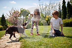 Minor boy and girl playing with their dog outdoor