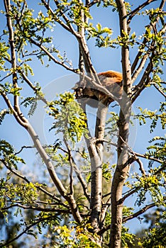 Minor red panda - Ailurus fulgens