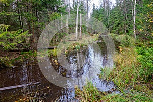 Minor river in Boreal forest