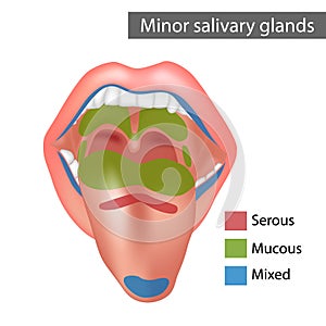 Minor salivary glands Mixed, Mucous, Serous. Anatomy photo