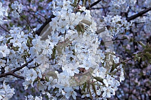 Minsk sakura blossom