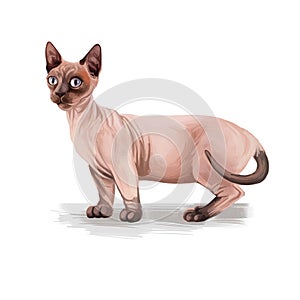 Minskin Cat crossing of the Munchkin with the Sphynx. Bambino cat breed isolated on white background. Digital art illustration of