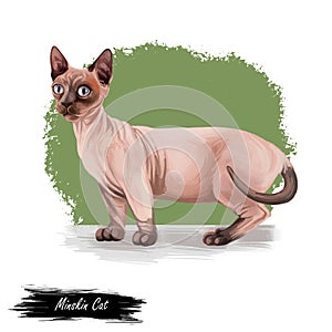 Minskin Cat crossing of the Munchkin with the Sphynx. Bambino cat breed isolated on white background. Digital art illustration of