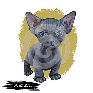 Minskin kitten digital art illustration of small kitty. Watercolor portrait of crossed Munchkin with Sphynx breed