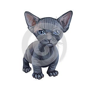 Minskin kitten digital art illustration of small kitty. Watercolor portrait of crossed Munchkin with Sphynx breed. Animal with