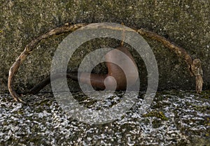 Gravestone and Pipe of Arthur Doyle photo