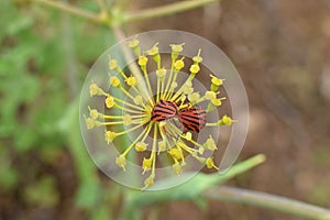 Minstrel bugs mating on fennel plant flower