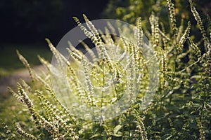 mint blossom garden sunlight bokeh background outdoor